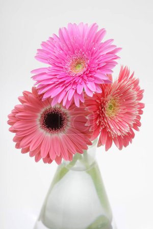 Téléchargez les photos : Gerbera fleur dans un bouquet de vase sur fond gris. - en image libre de droit