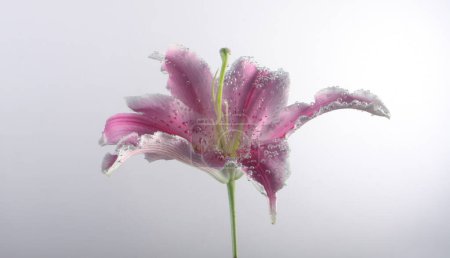 Photo for Pink lily flower with drops in water. Nature background. - Royalty Free Image