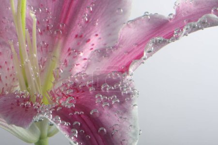 Téléchargez les photos : Lys rose fleur avec des gouttes d'eau. Contexte naturel. - en image libre de droit