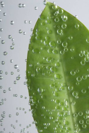 Foto de Hoja Verde con gotas en Gotas en el agua. Fondo de naturaleza. - Imagen libre de derechos