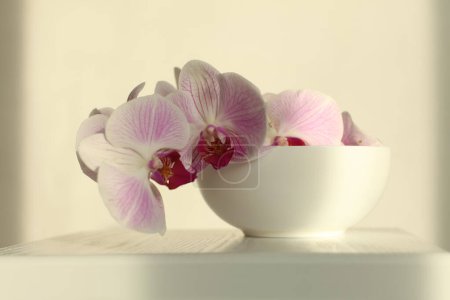 Photo for Pink phalaenopsis orchid flower in bowl on beige. Selective soft focus. Minimalist art still life. Light and shadow background. - Royalty Free Image