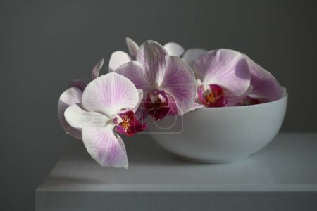 Photo for Pink phalaenopsis orchid flower in bowl on gray. Selective soft focus. Minimalist art still life. Light and shadow background. - Royalty Free Image