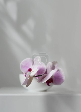 Foto de Smoke Pink phalaenopsis flor de orquídea en un tazón en el interior gris. Enfoque suave selectivo. Bodegón minimalista. Fondo de luz y sombra. - Imagen libre de derechos