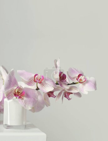 Photo for Pink phalaenopsis orchid flower in white bowl on gray interior. Minimalist still life. Light and shadow nature horizontal long background. - Royalty Free Image