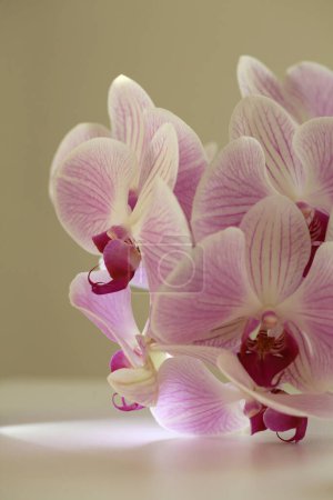 Foto de Flor de orquídea phalaenopsis rosa sobre beige gris. Enfoque suave selectivo. Bodegón minimalista. Luz y sombra naturaleza copiar espacio fondo. - Imagen libre de derechos