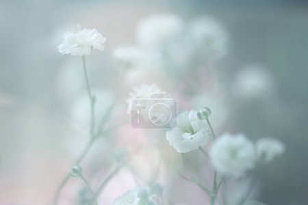 Téléchargez les photos : Art Soft focus flou gypsophila fleur. brouillard fumée nature horizontal copie espace arrière-plan. - en image libre de droit