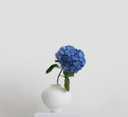 Téléchargez les photos : Fleur d'hortensia bleue en vase blanc sur paroi grise. Nature morte minimaliste. - en image libre de droit