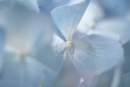 Photo for Soft focus smoke blur nature background. Blue hydrangea flower. - Royalty Free Image
