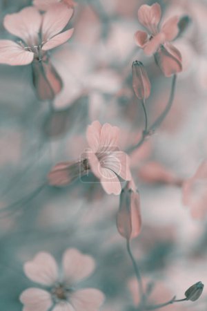 Foto de Flor rosa beige borrosa de enfoque suave. Arte niebla humo naturaleza copia espacio fondo. - Imagen libre de derechos