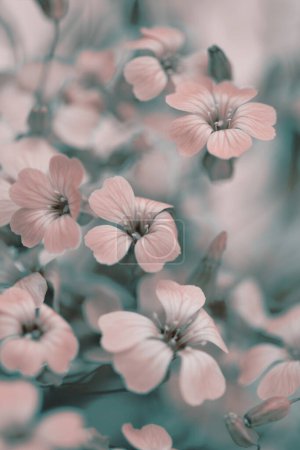 Foto de Enfoque suave borroso pastel flor rosa beige. Arte niebla humo naturaleza copia espacio fondo. - Imagen libre de derechos