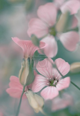 Foto de Flor rosa beige borrosa de enfoque suave. Arte niebla humo naturaleza copia espacio fondo. - Imagen libre de derechos