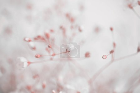 Photo for Soft focus blur beige pink flower. Art fog smoke nature copy space background. - Royalty Free Image