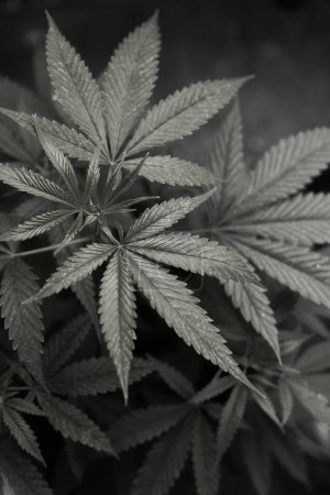 Photo for Marijuana cannabis Grunge black and white leaf background. - Royalty Free Image