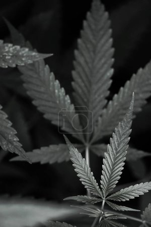 Photo for Marijuana cannabis Grunge black and white leaf background. - Royalty Free Image