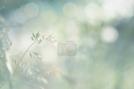 Foto de Smoke Blur Soft focus Luz verde Fondo de la naturaleza. - Imagen libre de derechos