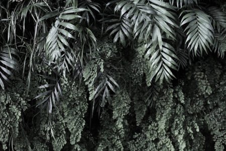 Foto de Luz y sombra Pared con plantas tropicales. Naturaleza fondo grunge blanco y negro. - Imagen libre de derechos