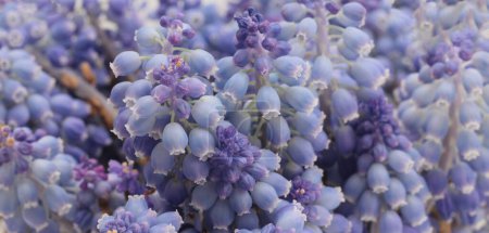 Foto de Fuma de enfoque suave macro flor de uva Hyacinth Muscari. Fondo horizontal de naturaleza larga. - Imagen libre de derechos