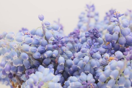 Foto de Fuma de enfoque suave macro flor de uva Hyacinth Muscari. Fondo azul, beige claro natural. - Imagen libre de derechos