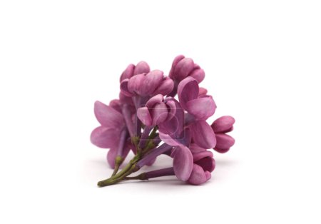 Téléchargez les photos : Petit bouquet de fleurs de Lilas violet sur blanc. Mise au point sélective. Macro nature fond. - en image libre de droit