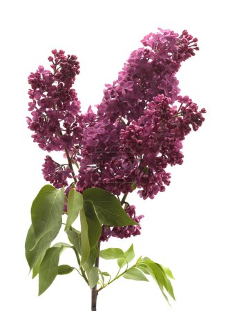 Téléchargez les photos : Bouquet de fleurs de Lilas violet isolé sur blanc. - en image libre de droit