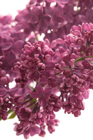 Téléchargez les photos : Bouquet de fleurs de Lilas violet sur blanc. Mise au point sélective. Macro nature fond. - en image libre de droit