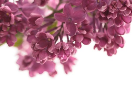 Téléchargez les photos : Flou Violet Lilas petit bouquet de fleurs sur blanc. Mise au point sélective. Macro nature fond. - en image libre de droit
