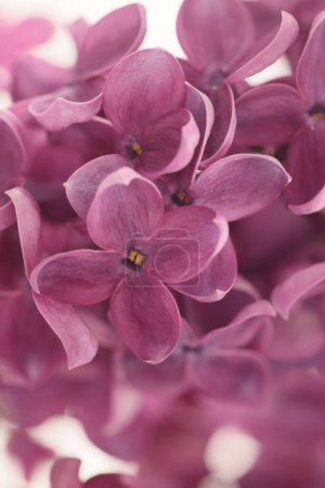 Foto de Blur púrpura flor de lila pequeño ramo. Enfoque suave selectivo. Fondo de la naturaleza macro. - Imagen libre de derechos
