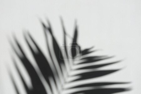 Foto de Textura de grano gris de enfoque suave pared de refracción en blanco y negro. Luz y sombra humo abstracto copia espacio fondo. Hoja de palma. - Imagen libre de derechos