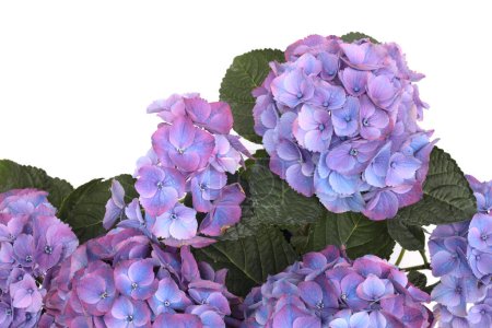 Téléchargez les photos : Bouquet de fleurs bleu, lilas, rose Hortensias isolé sur fond blanc. - en image libre de droit