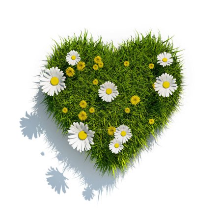 Foto de 3d corazón de hierba sobre fondo blanco con margaritas y dientes de león - Imagen libre de derechos