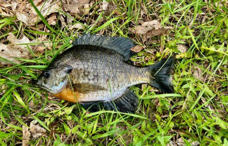 Photo for Freshwater Bluegill against a grass background - Royalty Free Image