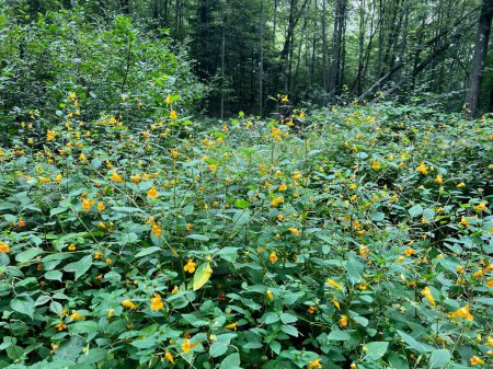 large patch of Jewelweed growing in a wilderness forest