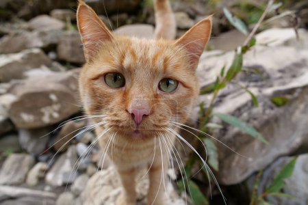 Téléchargez les photos : Rouge chuchoté drôle chat regarde la caméra - en image libre de droit