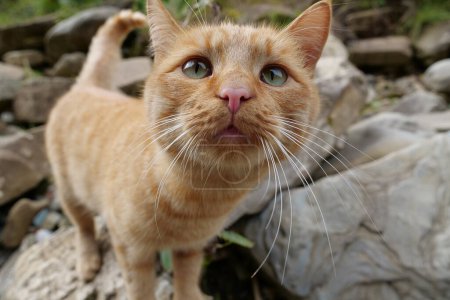 Téléchargez les photos : Red whiskered funny cat on the nature - en image libre de droit