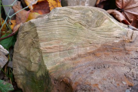 Téléchargez les photos : Natural green stone near bank of river in Carpathian Mountains, western Ukraine - en image libre de droit