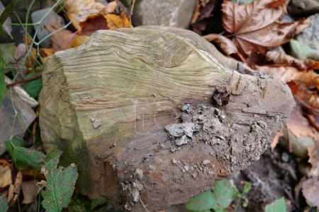 Téléchargez les photos : Natural stone near bank of river in Carpathian Mountains in western Ukraine - en image libre de droit