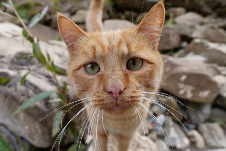 Téléchargez les photos : Red whiskered funny cat looks at camera - en image libre de droit