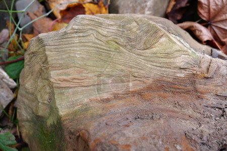 Téléchargez les photos : Natural green stone near bank of river in Carpathian Mountains in western Ukraine - en image libre de droit
