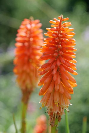 Foto de Kniphofia Papaya Popsicle flower in botanic garden - Imagen libre de derechos