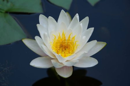 Photo for White Lotus in a pond. Nelumbo - genus of aquatic plants with large, showy flowers - Royalty Free Image