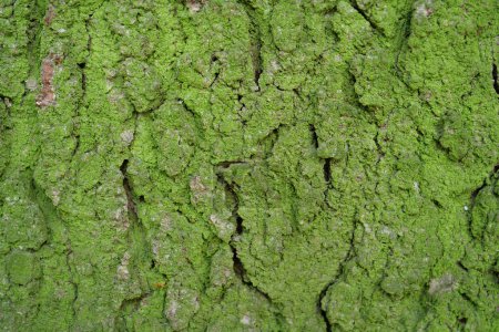 Photo for Green moss on rind of tree - Royalty Free Image