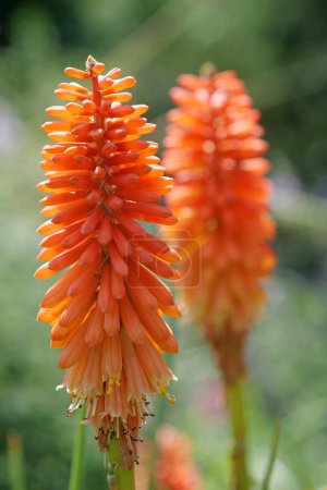 Foto de Kniphofia Papaya Popsicle. Two beautiful orange flower in botanic garden - Imagen libre de derechos