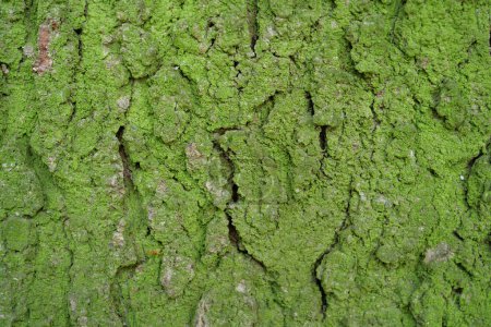 Téléchargez les photos : Green moss on rind of tree - en image libre de droit