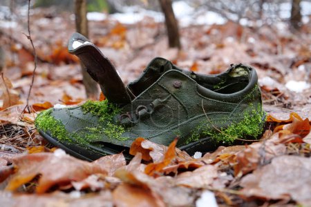 Téléchargez les photos : Old wet shoe overgrown with green moss lies in winter forest - en image libre de droit