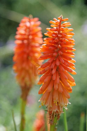 Foto de Kniphofia Papaya Popsicle beautiful flower in botanic garden - Imagen libre de derechos