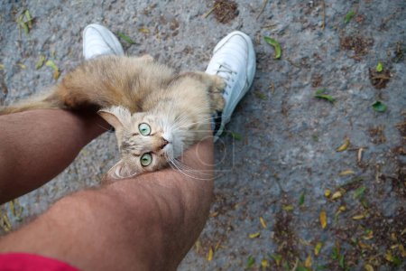 Téléchargez les photos : Funny cat with long whiskers and beautiful eyes climbed on mans feet and looks at the camera - en image libre de droit