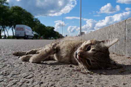 Téléchargez les photos : Le chat mort est allongé sur l'autoroute, les voitures conduisent sur la route. Cat a traversé la route et a été renversé par la voiture. Vous ne pouvez pas traverser la route au mauvais endroit - en image libre de droit