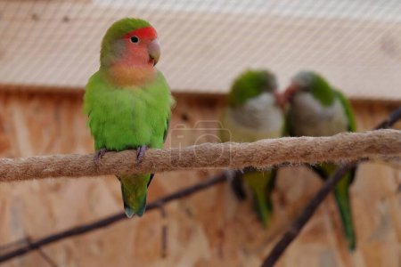 Photo for One parrot with red and green feathers sits on rope. Two other parrots kisses behind his back. Marital infidelity or adultery, unshared love - Royalty Free Image