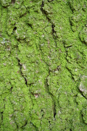 Téléchargez les photos : Green moss on rind of tree - en image libre de droit