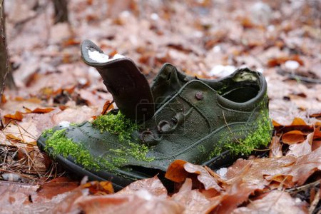 Photo for Old shoe overgrown with green moss lies in winter forest - Royalty Free Image